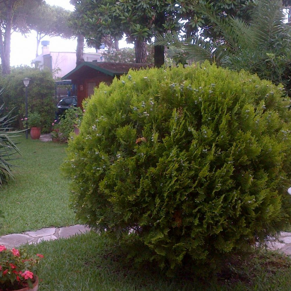 lorenzoivan