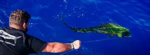 Mahi Sportfishing Puglia